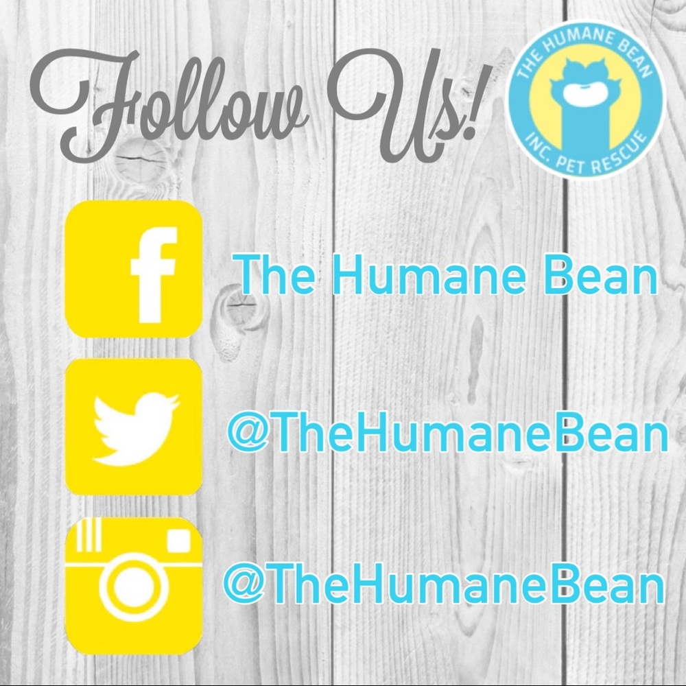 🐶🐱Welcome!🐱🐰 - Picture 4 of 6